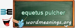 WordMeaning blackboard for equetus pulcher